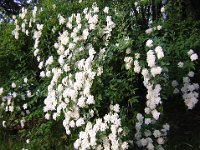 SPIREA - SPIRAEA 1