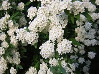 SPIREA - SPIRAEA 2