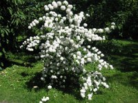 VIBURNO - VIBURNUM PLICATUM
