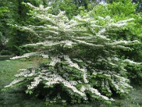 VIBURNUM TOMENTOSUM 1