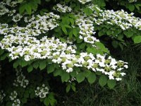 VIBURNUM TOMENTOSUM 2  STRA