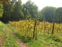 VITE - VITIS VINIFERA 1