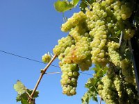 VITE - VITIS VINIFERA 2