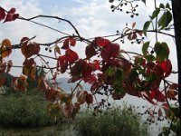 VITE DEL CANADA - PARTHENOCISSUS QUINQUEFOLIA