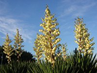 YUCCA - YUCCA GLORIOSA 1