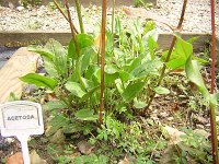 1 ACETOSA