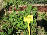1 ARISTOLOCHIA