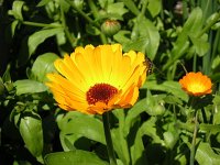 10 CALENDOLA - CALENDULA OFFICINALIS