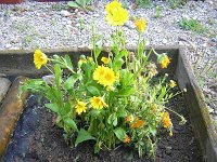 10 CALENDULA .