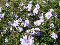 13 CICORIA SELVATICA - CICHORIUM INTYBUS .