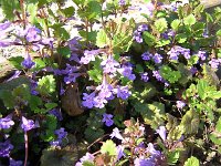 14 EDERA TERRESTRE - GLECHOMA HEDERACEA
