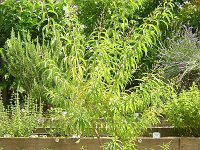 16 ERBA LIMONCINA