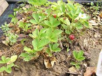 19 FRAGOLA
