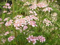 2 ACHILLEA.