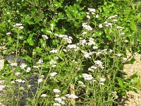 2 ACHILLEA
