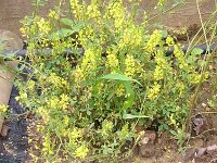 25 MELILOTO GIALLO
