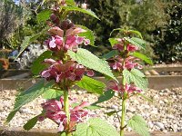 27 ORTICA - URTICA DIOICA