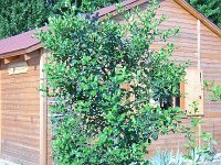 3 AGRIFOGLIO