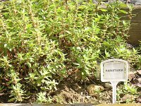 30 PARIETARIA