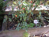 33 ROSA CANINA
