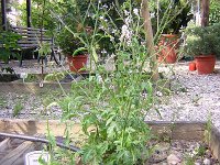 40 B VERBENA