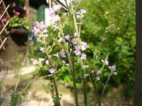 40 C VERBENA