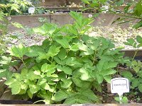 5 ANGELICA