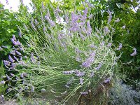 5 LAVANDA