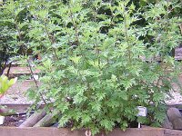 6 ARTEMISIA