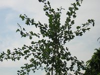 8 BIANCOSPINO