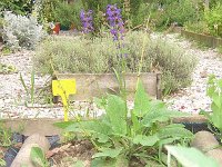 8 SALVIA COMUNE