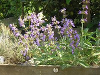 9 SALVIA