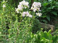 9 SAPONARIA OFFICINALIS