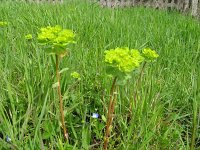 ERBA CIPRESSINA - EUPHORBIA CYPARISSIAS .