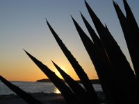 AGAVE