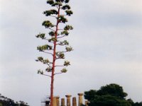 AGAVE valle dei templi
