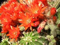 CACTUSA A PALLA - ECHINOCACTUS SANGUINEI..