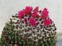 ECHINOCACTUS