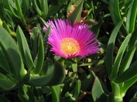 LAMPRANTHUS SPECTABILIS - (MESEMBRIANTEO)
