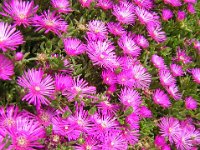 MESEMBRIANTEA - MESEMBRYANTHEMUM 1