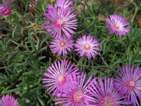 MESEMBRIANTEA - MESEMBRYANTHEMUM 2