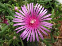 MESEMBRIANTEA - MESEMBRYANTHEMUM 3
