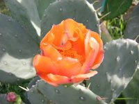 OPUNZIA - OPUNTIA