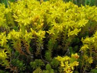 SEDUM ACRE ..