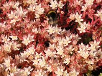 SEDUM GRACILE