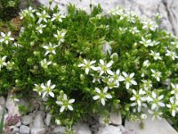 SEDUM SPURIUM ALBUM